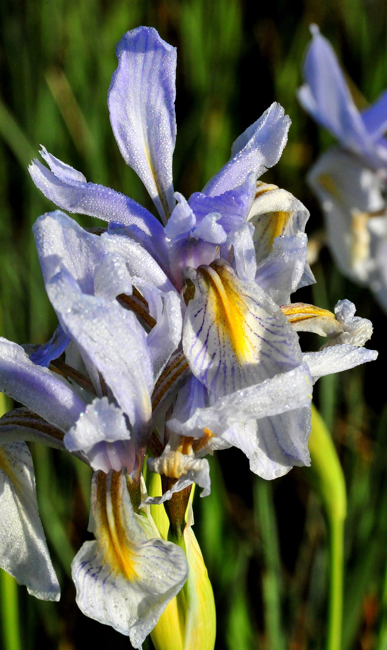 Western Blue Flag (Iris missouriensis) - PlantNative.org Western Blue Flag Iris (Iris missouriensis) blooming in a wet meadow habitat along the Green River, Seedskadee National Wildlife Refuge, Wyoming