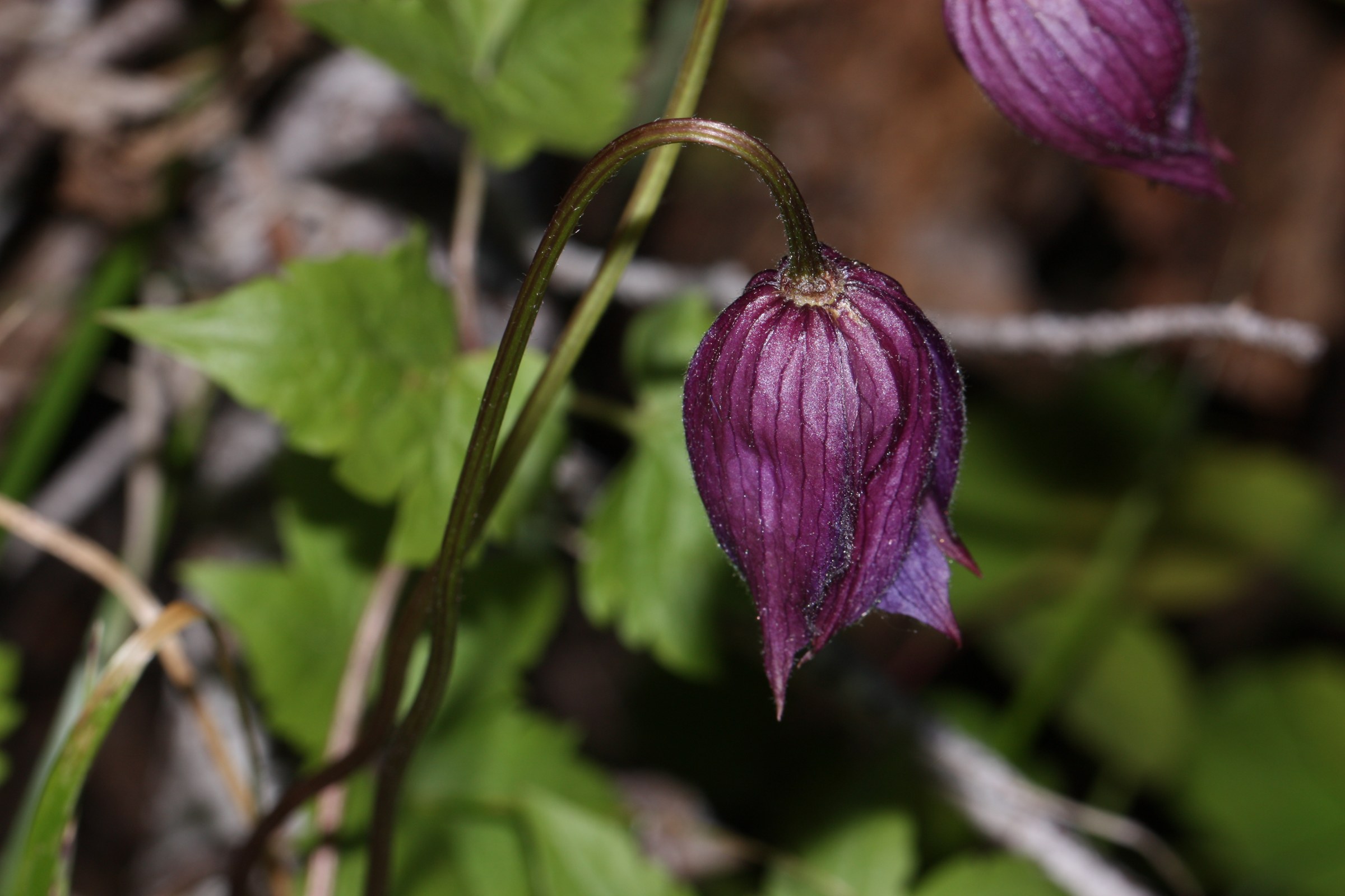 Close-up side view of a Clematis occidentalis flower showing its hairy, veined, purple sepals