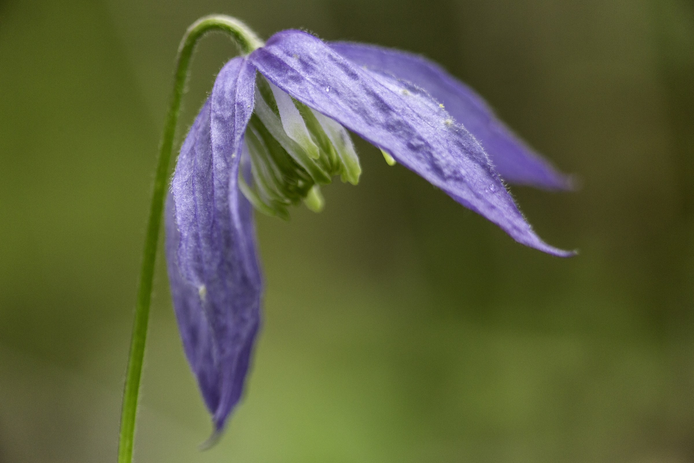 Western Blue Virgin's Bower (Clematis occidentalis) nodding violet-blue flower in Yellowstone National Park