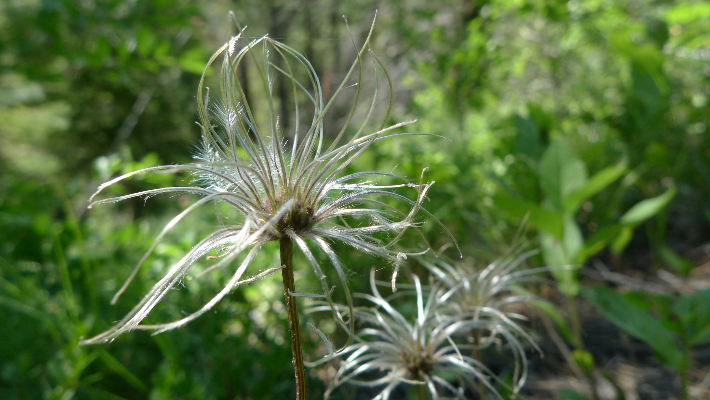 Feathery, plume-tailed seed head of Clematis occidentalis var. dissecta