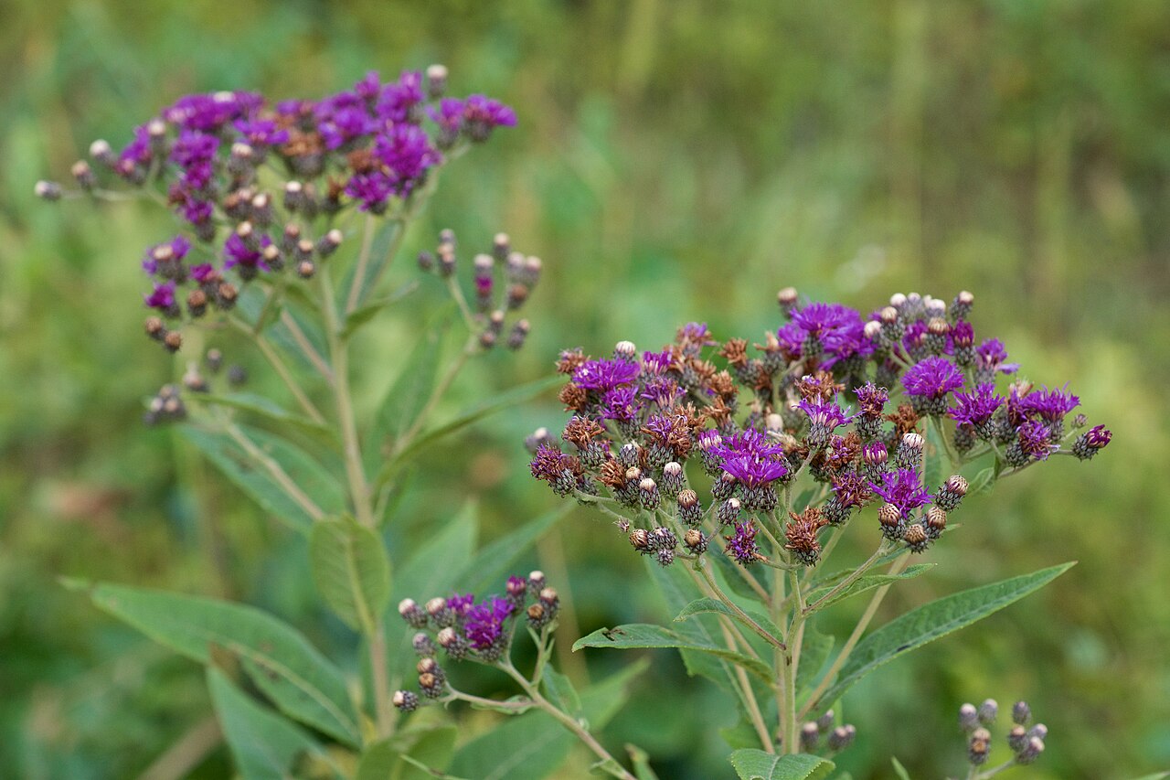 Close-up of magenta disc flower clusters of western ironweed (Vernonia baldwinii) in Arkansas