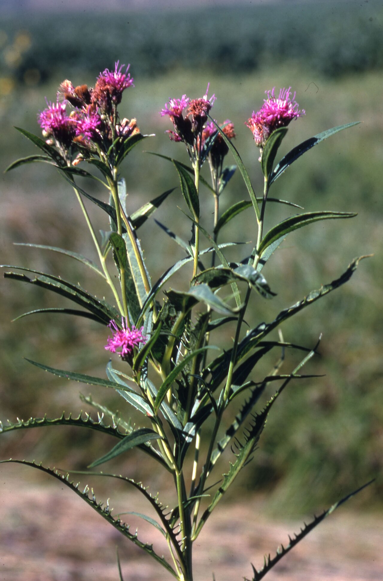 Western ironweed (Vernonia baldwinii) plant with clusters of magenta flowers in a South Dakota prairie