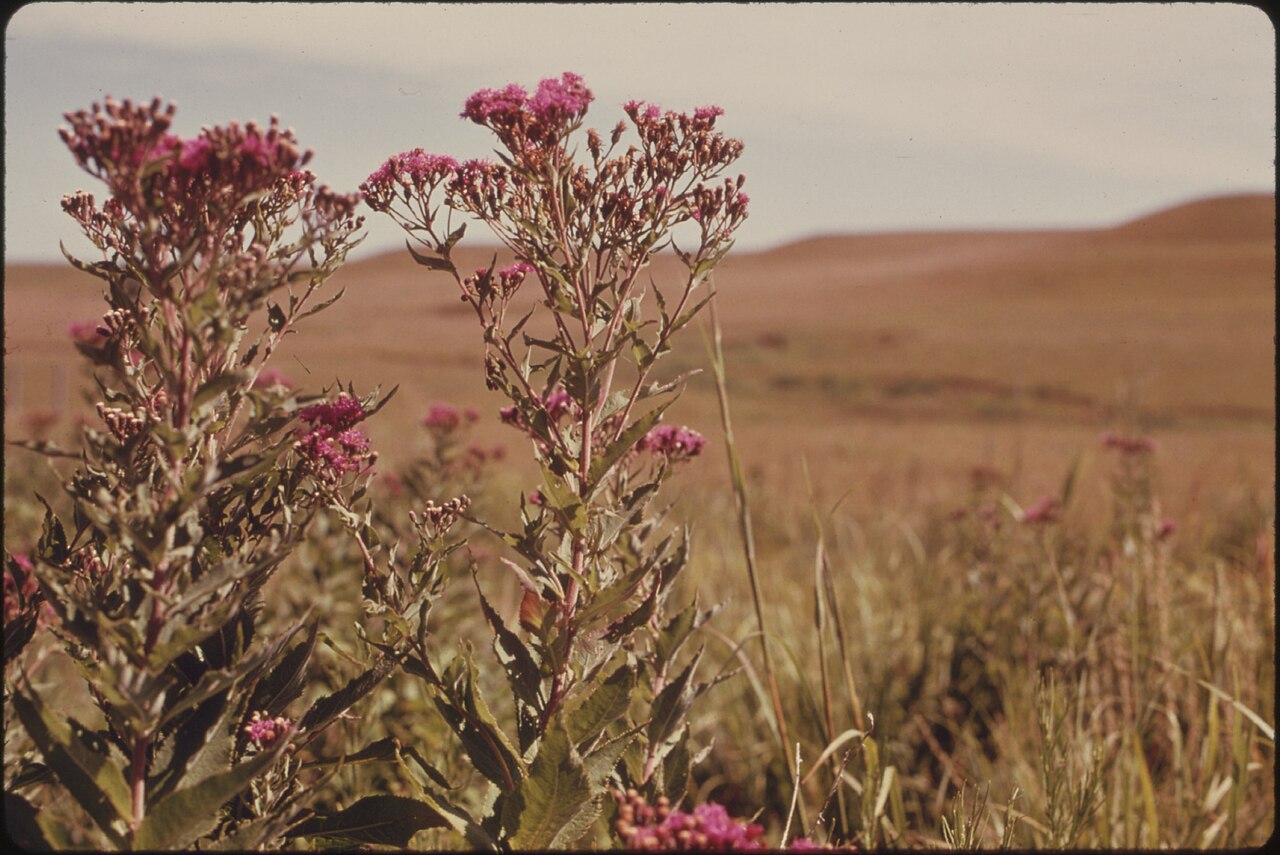 Western ironweed flowering among tallgrass prairie at Konza Prairie, Kansas