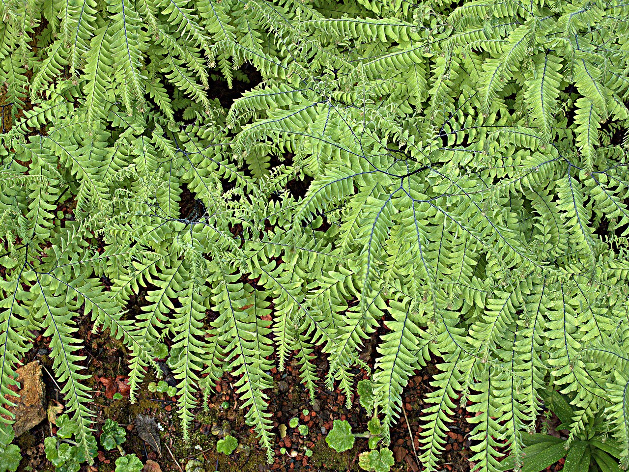 Western Maidenhair Fern (Adiantum aleuticum) - PlantNative.org Close-up of Western Maidenhair Fern frond segments showing the fan-shaped leaflets and dark, wiry rachis
