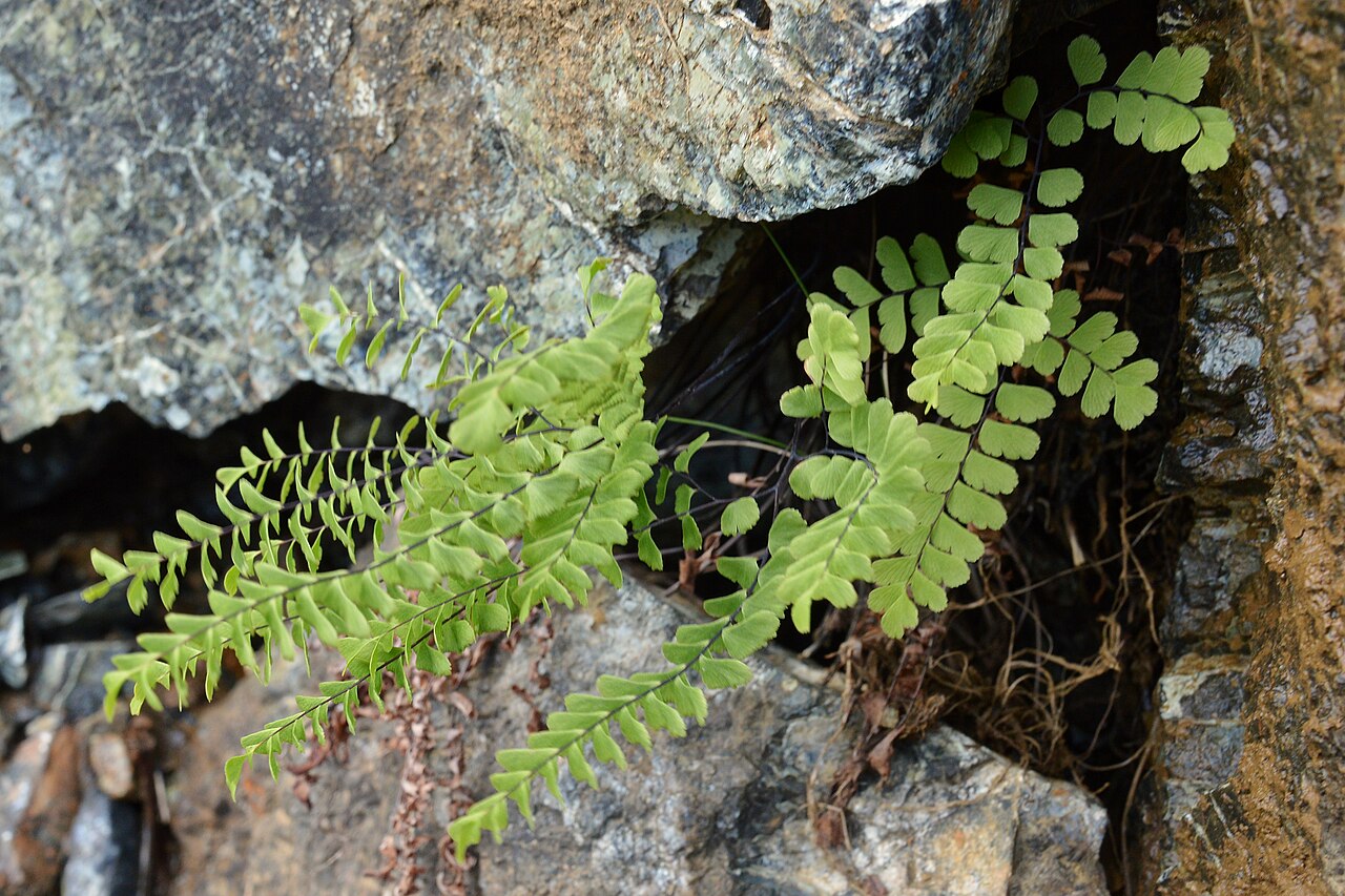 Western Maidenhair Fern (Adiantum aleuticum) - PlantNative.org Western Maidenhair Fern growing from a rock crevice, showing its natural rocky, seep-fed habitat