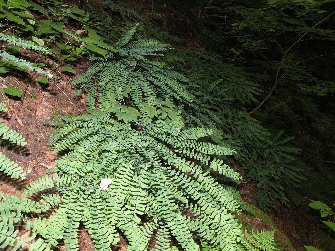 Western Maidenhair Fern (Adiantum aleuticum) - PlantNative.org Western Maidenhair Fern (Adiantum aleuticum) growing on a shaded forest slope in Vermont, showing its fan-shaped cluster of palmately branched fronds