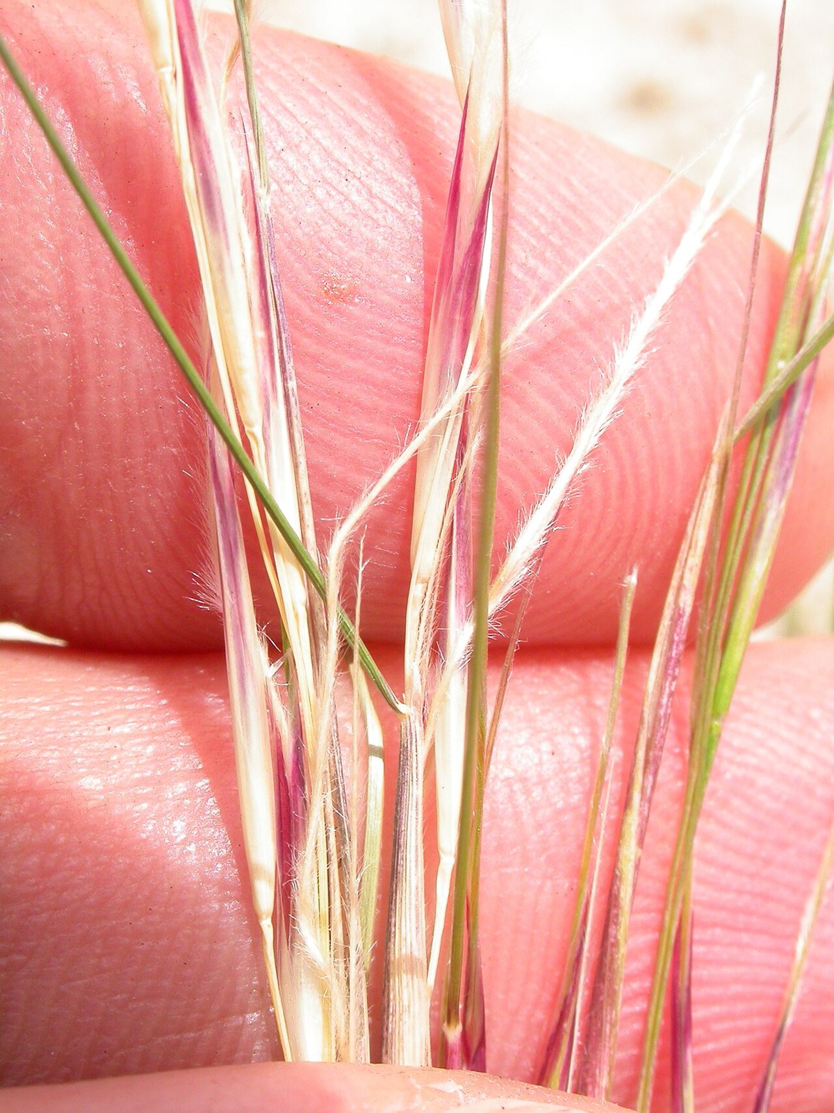 Western Needlegrass (Achnatherum occidentale) - PlantNative.org Close-up of western needlegrass seed heads showing the long, feathery, plumose awns