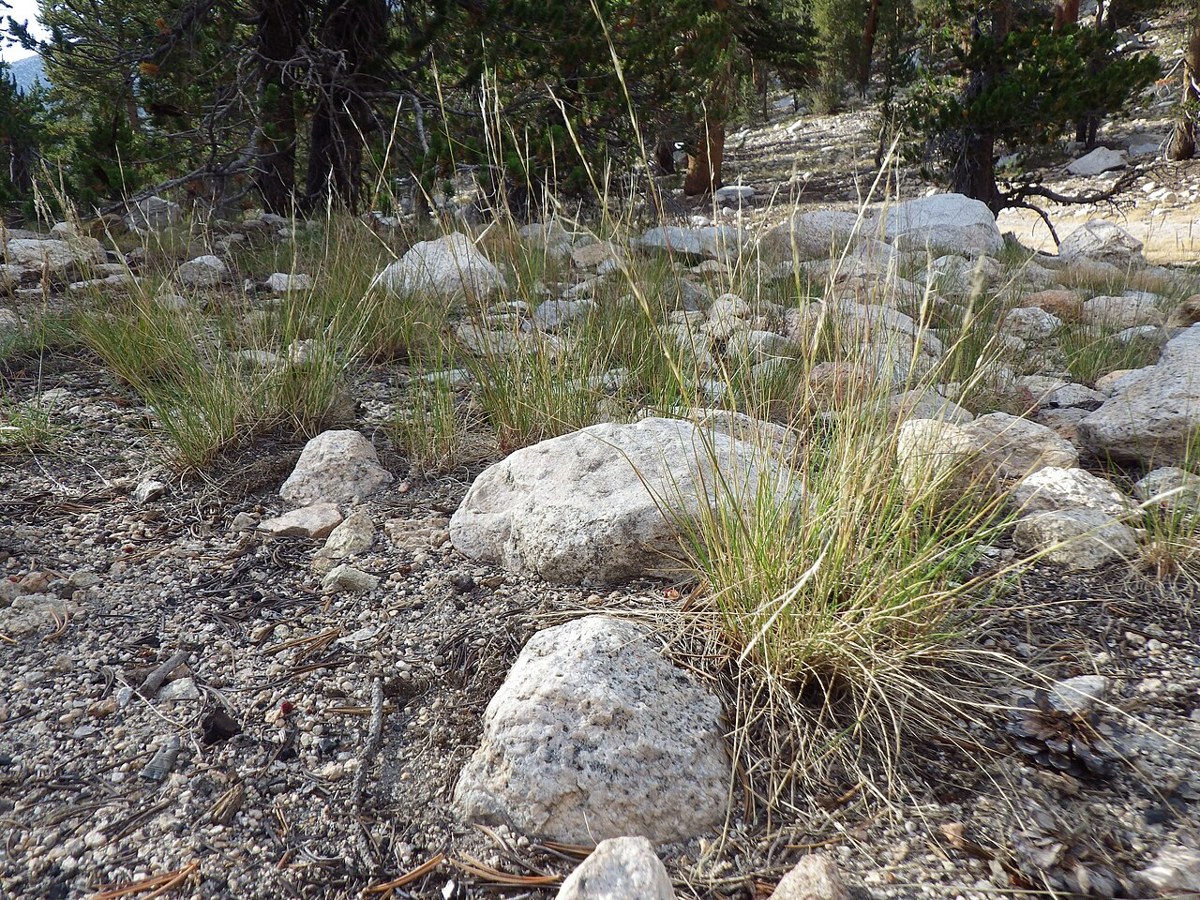 Western Needlegrass (Achnatherum occidentale) - PlantNative.org Western needlegrass (Achnatherum occidentale) bunchgrass clumps growing among granite boulders in open subalpine forest