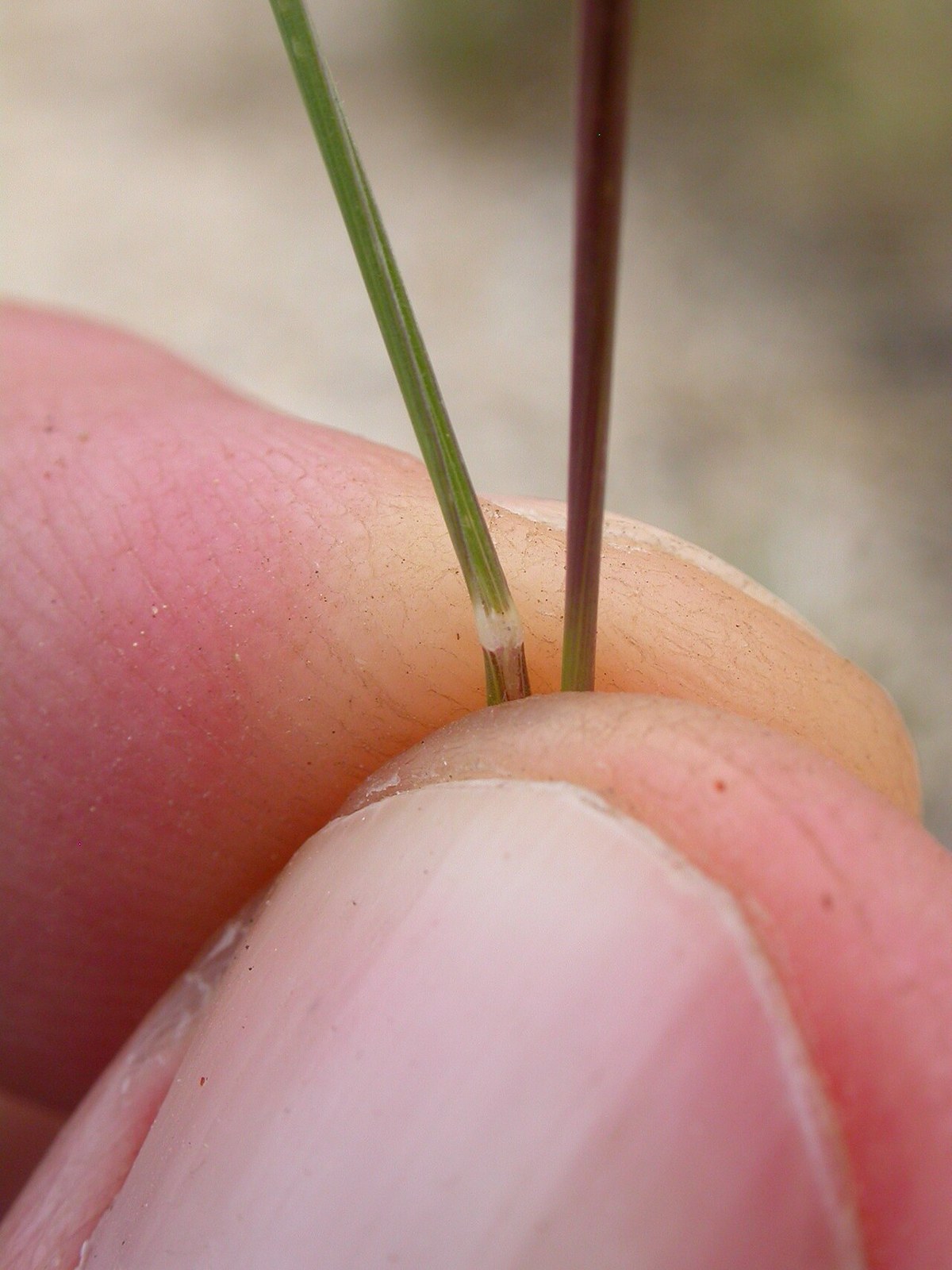 Western Needlegrass (Achnatherum occidentale) - PlantNative.org Close-up of western needlegrass showing the short, blunt ligule at the base of the leaf blade