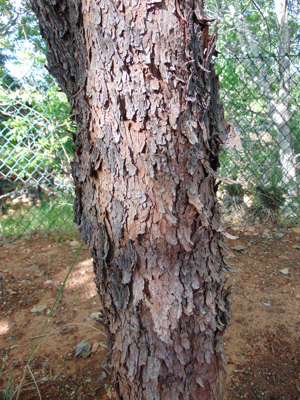 Western Redbud (Cercis occidentalis) - PlantNative.org Western redbud (Cercis occidentalis) trunk showing shaggy, flaking gray-brown bark