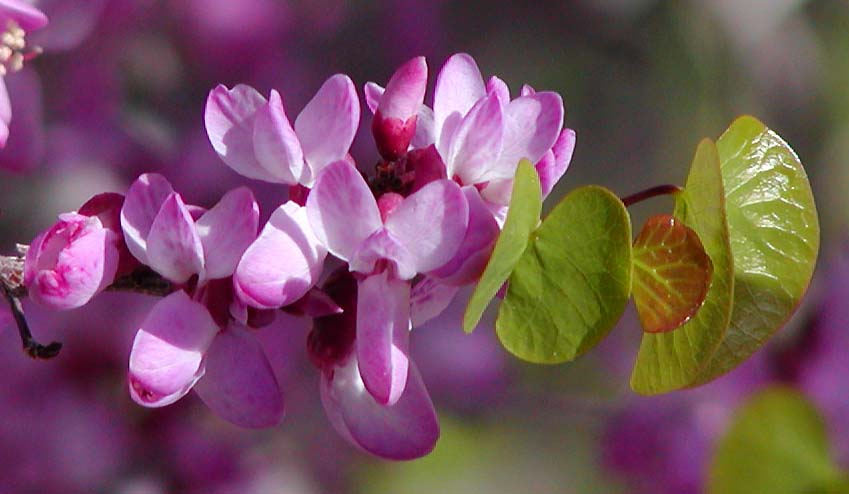 Western Redbud (Cercis occidentalis) - PlantNative.org Close-up of Western redbud magenta-pink flowers with emerging heart-shaped leaves