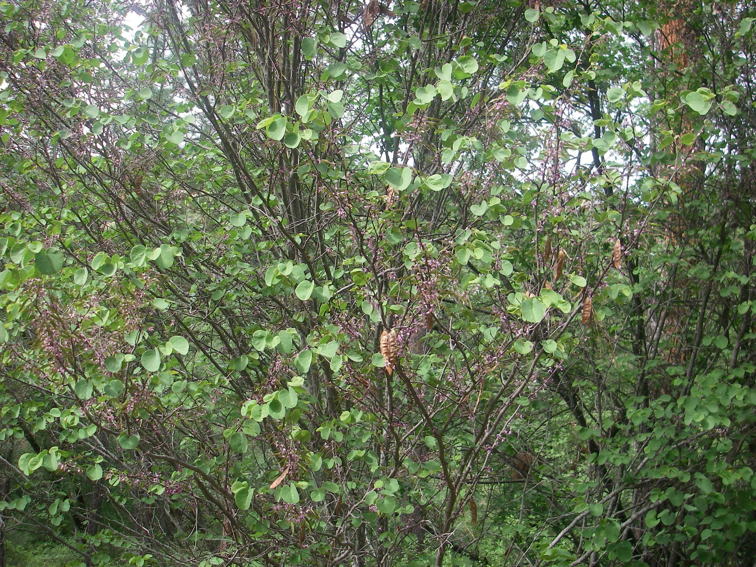 Western Redbud (Cercis occidentalis) - PlantNative.org Western redbud (Cercis occidentalis) multi-stemmed shrub covered in green heart-shaped leaves and seed pods