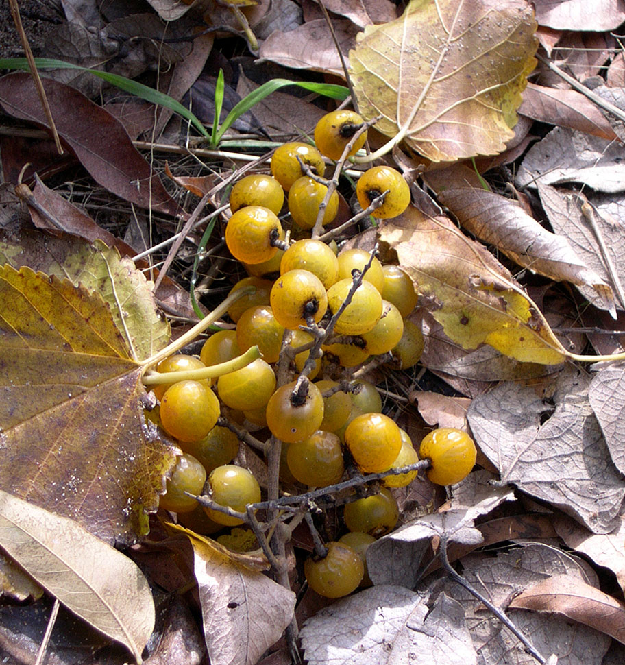 Western Soapberry (Sapindus saponaria var. drummondii) - PlantNative.org Cluster of Western Soapberry amber-colored fruits, the variety drummondii, lying among fallen leaves