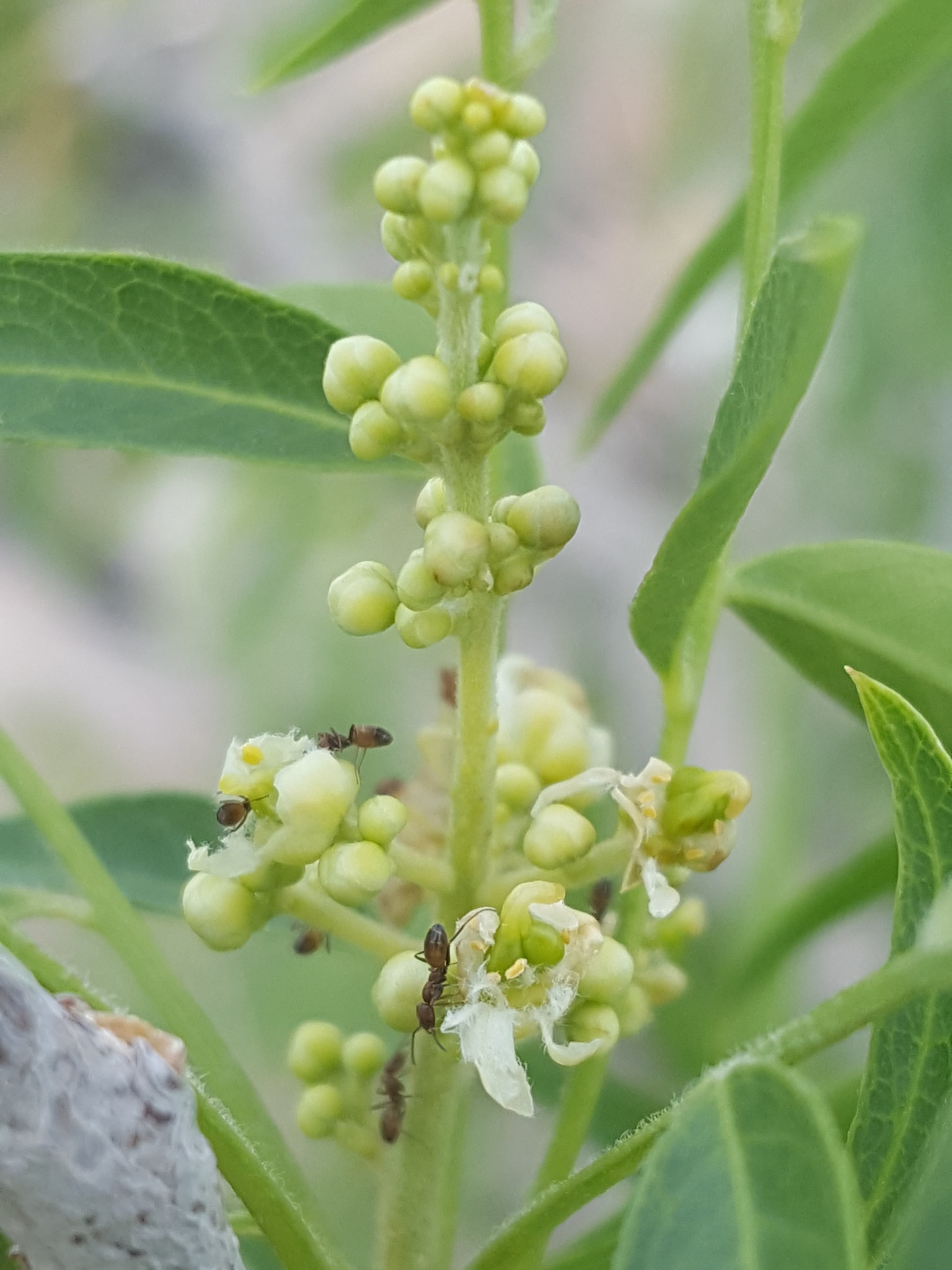 Western Soapberry (Sapindus saponaria var. drummondii) - PlantNative.org Close-up of Western Soapberry flower cluster with small cream-white blossoms and visiting ants
