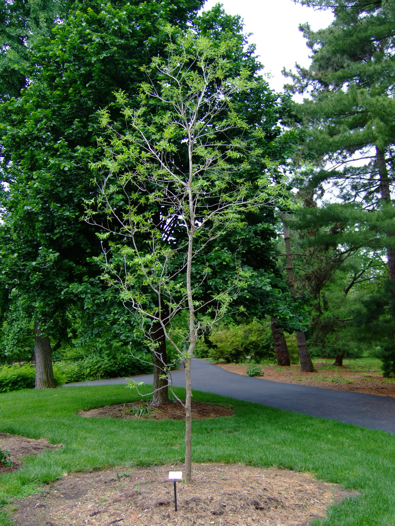 Western Soapberry (Sapindus saponaria var. drummondii) - PlantNative.org Young Western Soapberry (Sapindus saponaria var. drummondii) tree with an open, airy crown of pinnately compound leaves