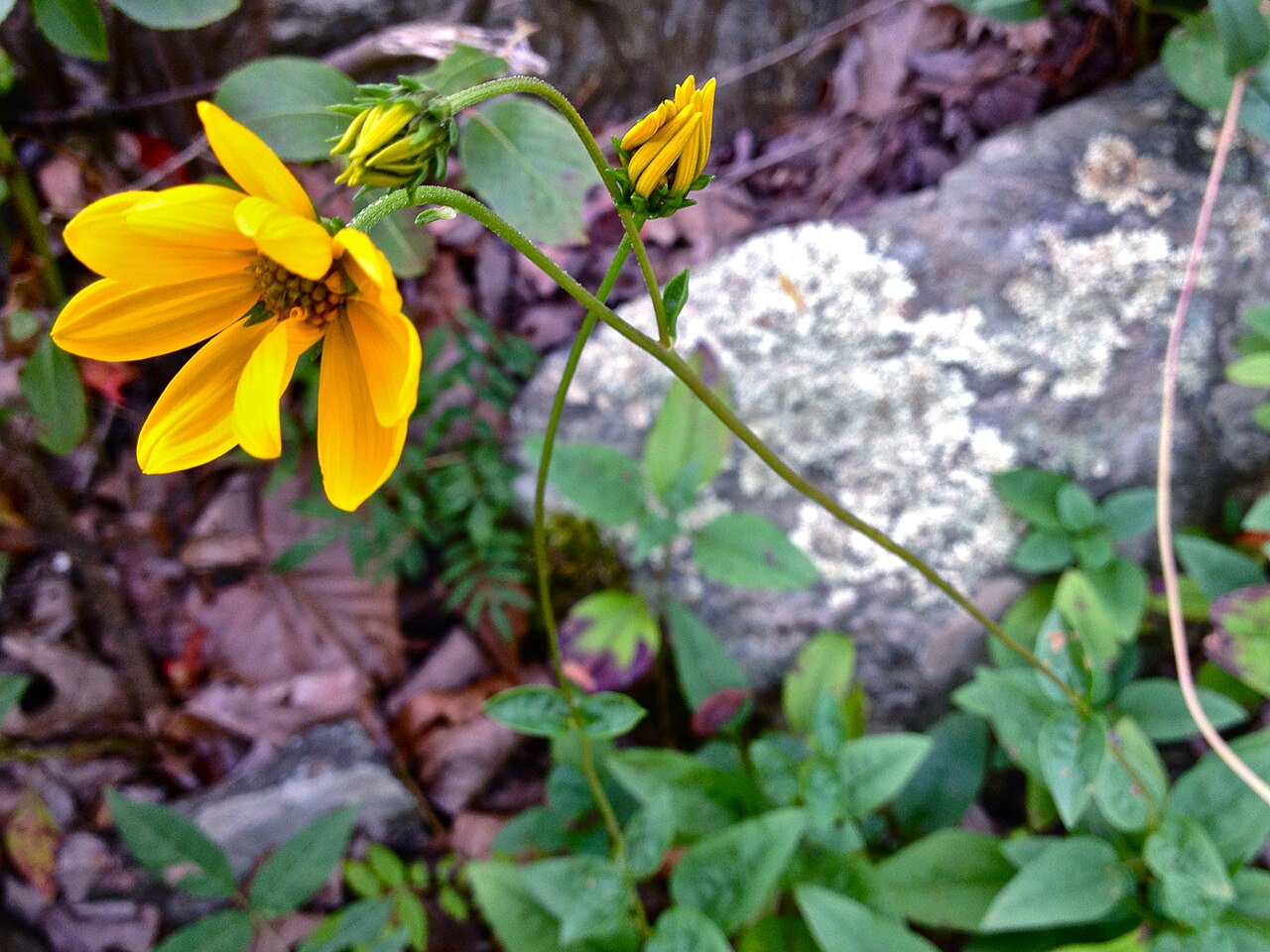 Western Sunflower (Helianthus occidentalis) - PlantNative.org Western sunflower (Helianthus occidentalis) flower and unopened buds growing among rocks
