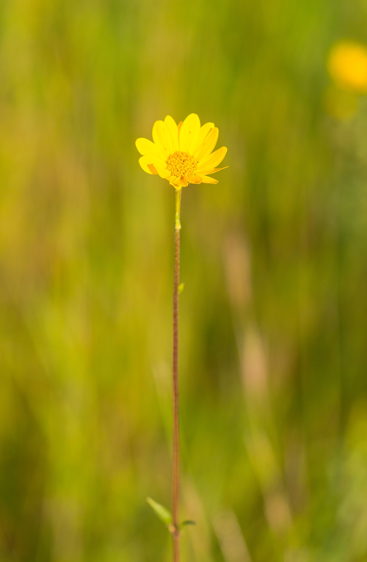 Western Sunflower (Helianthus occidentalis) - PlantNative.org Western sunflower (Helianthus occidentalis) single yellow flowerhead atop a nearly bare stem in a Wisconsin prairie