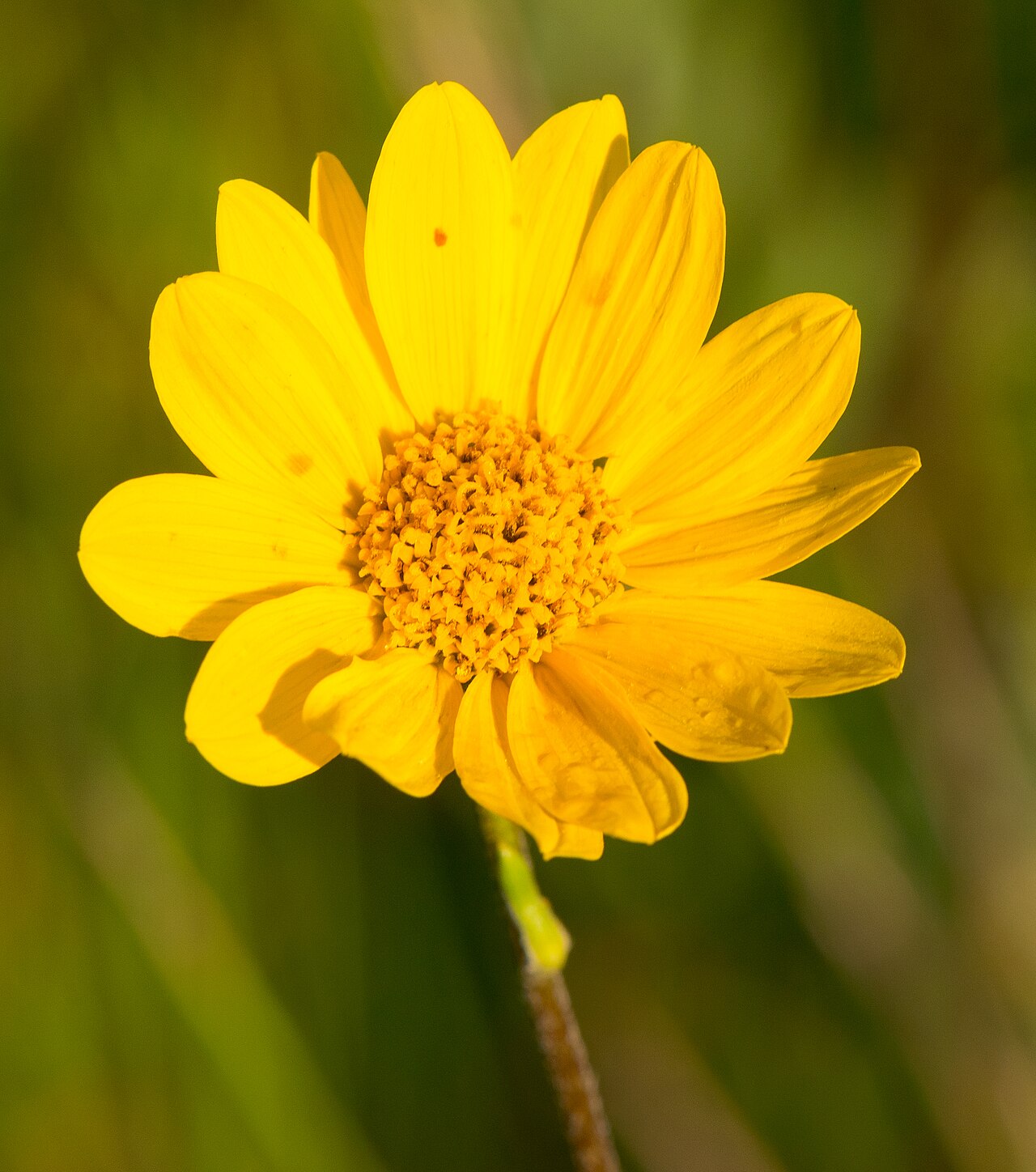 Western Sunflower (Helianthus occidentalis) - PlantNative.org Close view of a Western sunflower (Helianthus occidentalis) flowerhead in a Wisconsin drumlin prairie