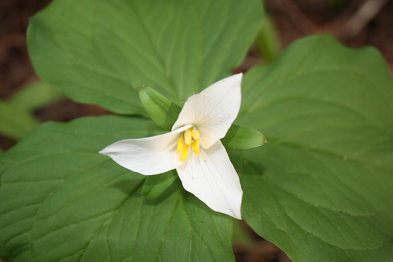 Western Trillium (Trillium ovatum) - PlantNative.org Close-up of a Western Trillium (Trillium ovatum) flower showing three white petals and yellow-anthered stamens above three broad bracts