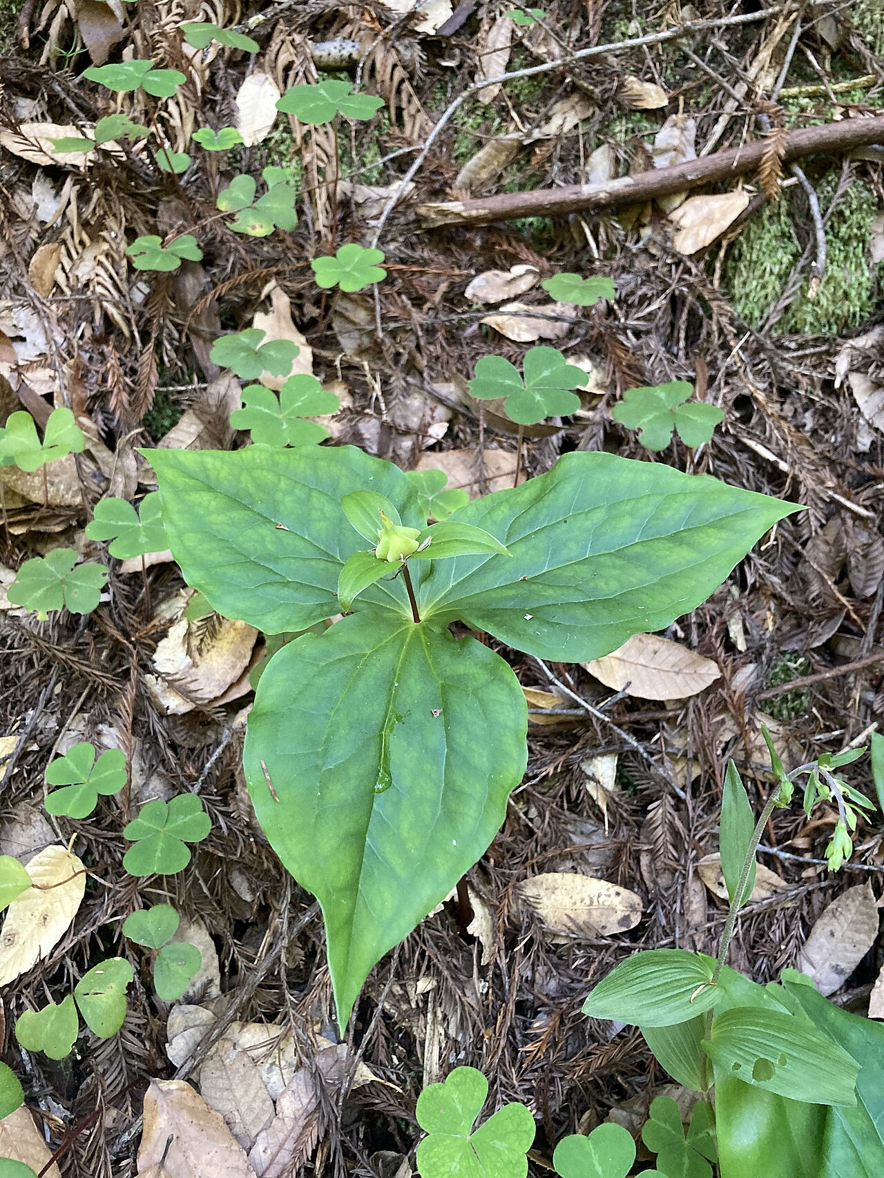 Western Trillium (Trillium ovatum) - PlantNative.org Western Trillium (Trillium ovatum) past bloom, showing the whorl of three bracts and a developing seed capsule at the forest floor