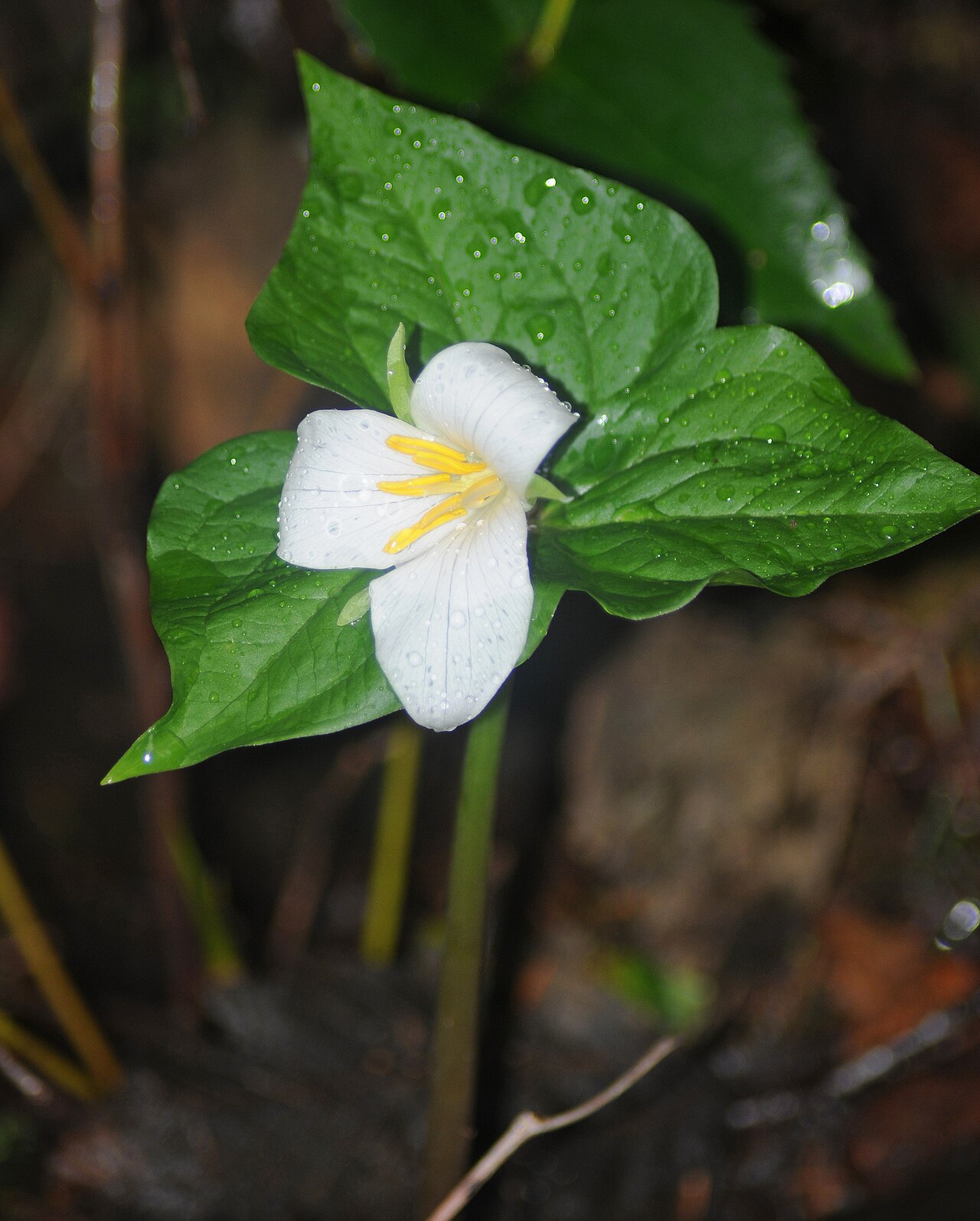 Western Trillium (Trillium ovatum)