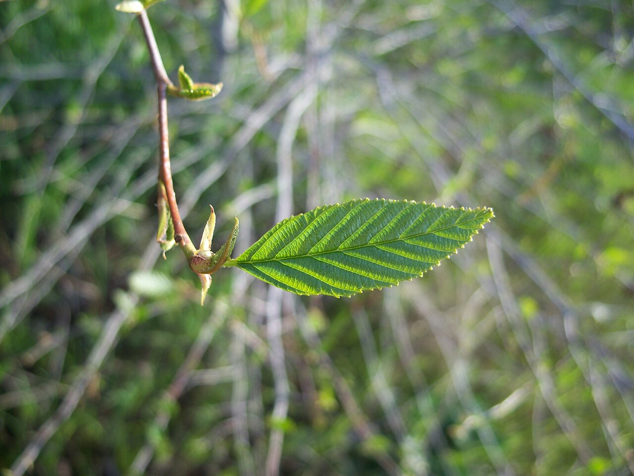 White Alder (Alnus rhombifolia) - PlantNative.org Close-up of a single white alder (Alnus rhombifolia) leaf showing its rounded tip and finely toothed, doubly serrated margin