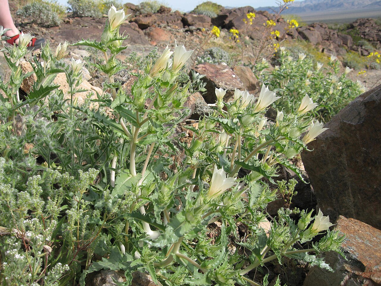 White Bractspine Blazing Star (Mentzelia involucrata) - PlantNative.org Close-up of white bractspine blazing star (Mentzelia involucrata) showing the spiny, toothed bracts beneath the pale flowers and rough-textured foliage