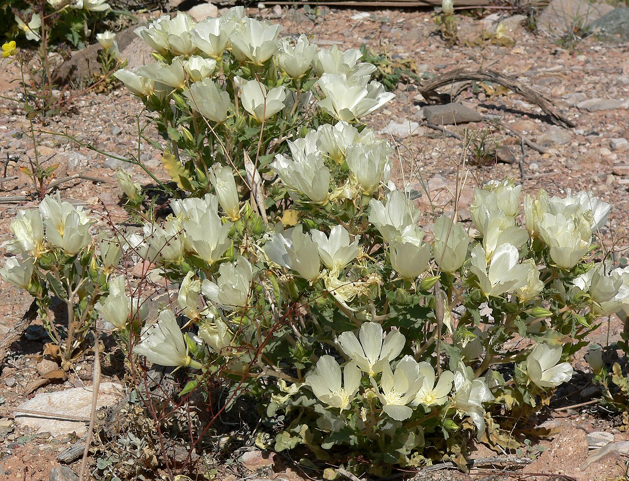 White Bractspine Blazing Star (Mentzelia involucrata) - PlantNative.org White bractspine blazing star (Mentzelia involucrata) growing among rocks in a desert mining district habitat