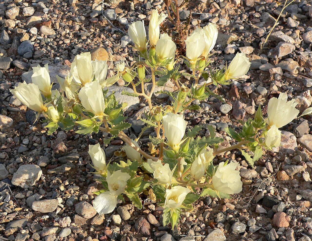 White Bractspine Blazing Star (Mentzelia involucrata) - PlantNative.org White bractspine blazing star (Mentzelia involucrata) plant covered in large, creamy-white, cup-shaped flowers growing among desert gravel