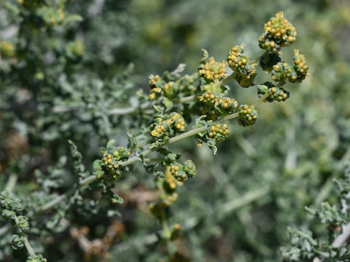 White Bursage (Ambrosia dumosa) - PlantNative.org Close-up of white bursage (Ambrosia dumosa) showing deeply lobed gray-green leaves and small clustered flower heads