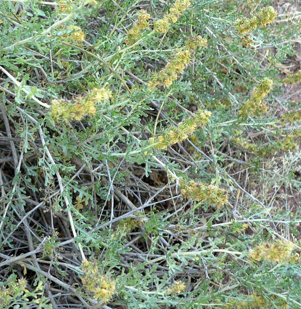 White Bursage (Ambrosia dumosa) - PlantNative.org White bursage (Ambrosia dumosa) shrub showing gray-green lobed leaves and small yellow-green flower clusters on wiry branching stems