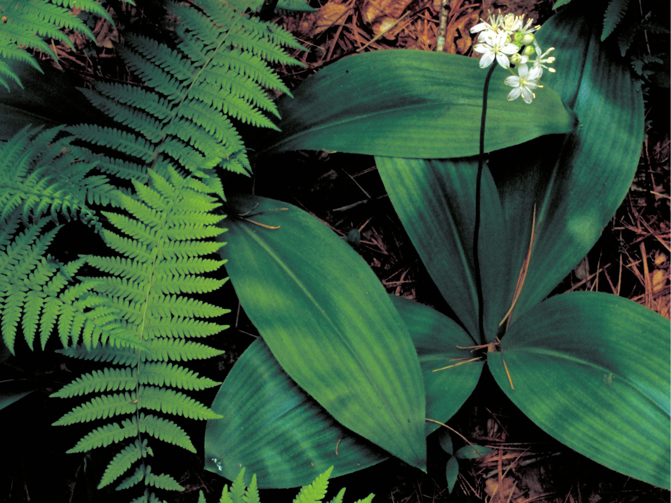 White Clintonia (Clintonia umbellulata) - PlantNative.org Close-up of White Clintonia (Clintonia umbellulata) showing the speckled white flowers and the parallel-veined basal leaves used for identification