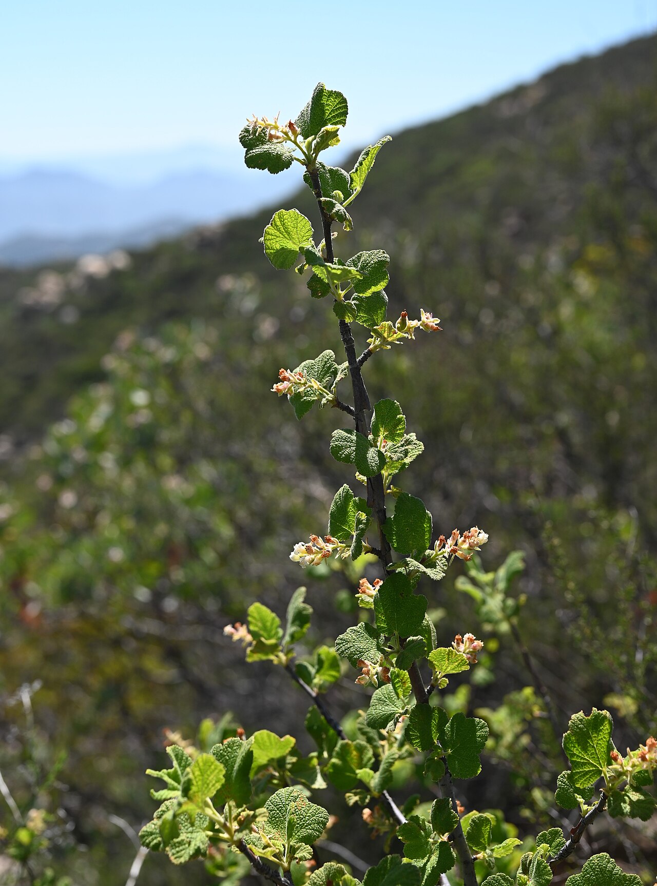 White-flowered currant (Ribes indecorum) branch with small cream-white tubular flower clusters among rounded leaves on a chaparral hillside