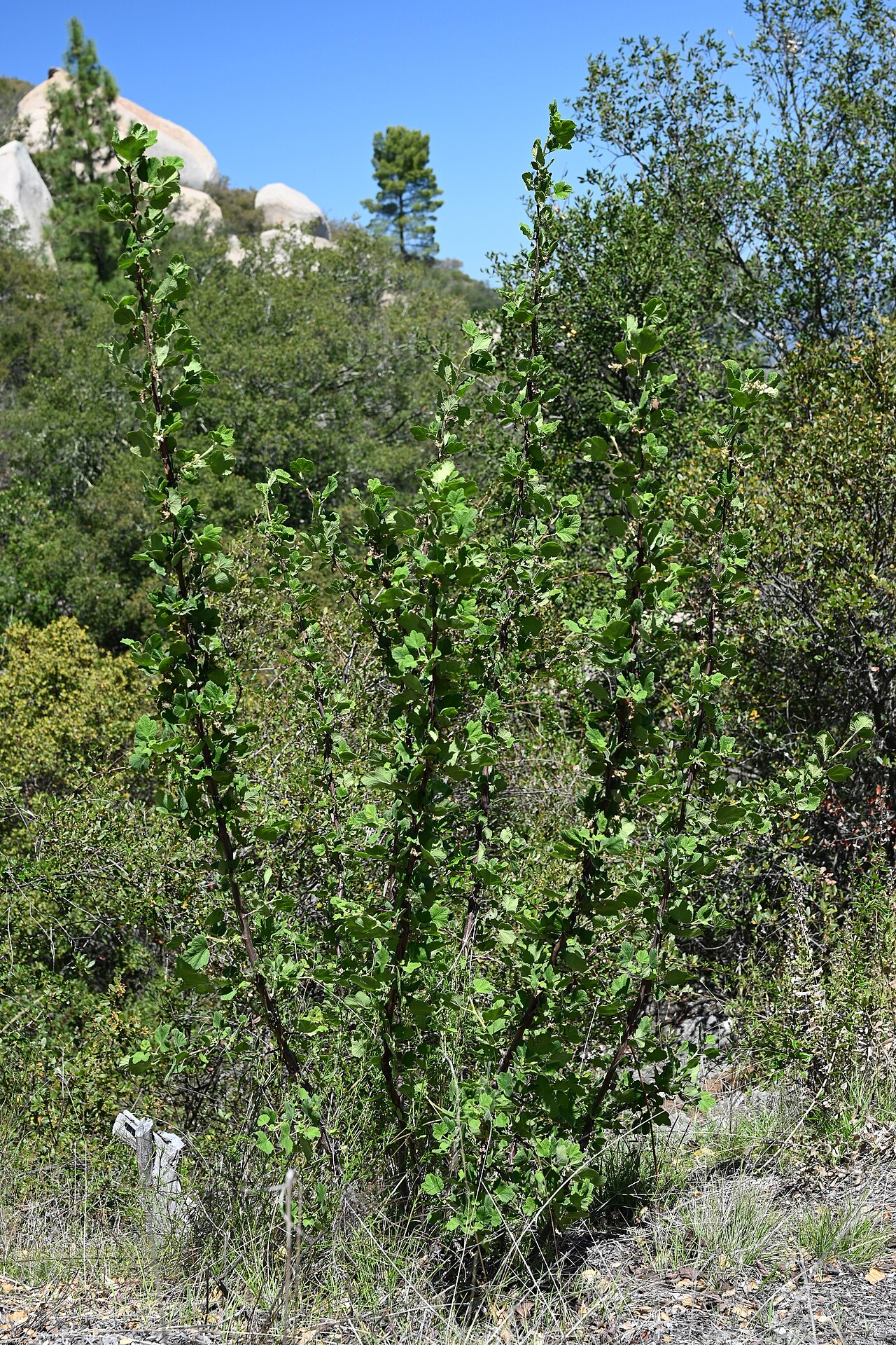 Mature white-flowered currant (Ribes indecorum) shrubs showing tall upright canes on a chaparral hillside