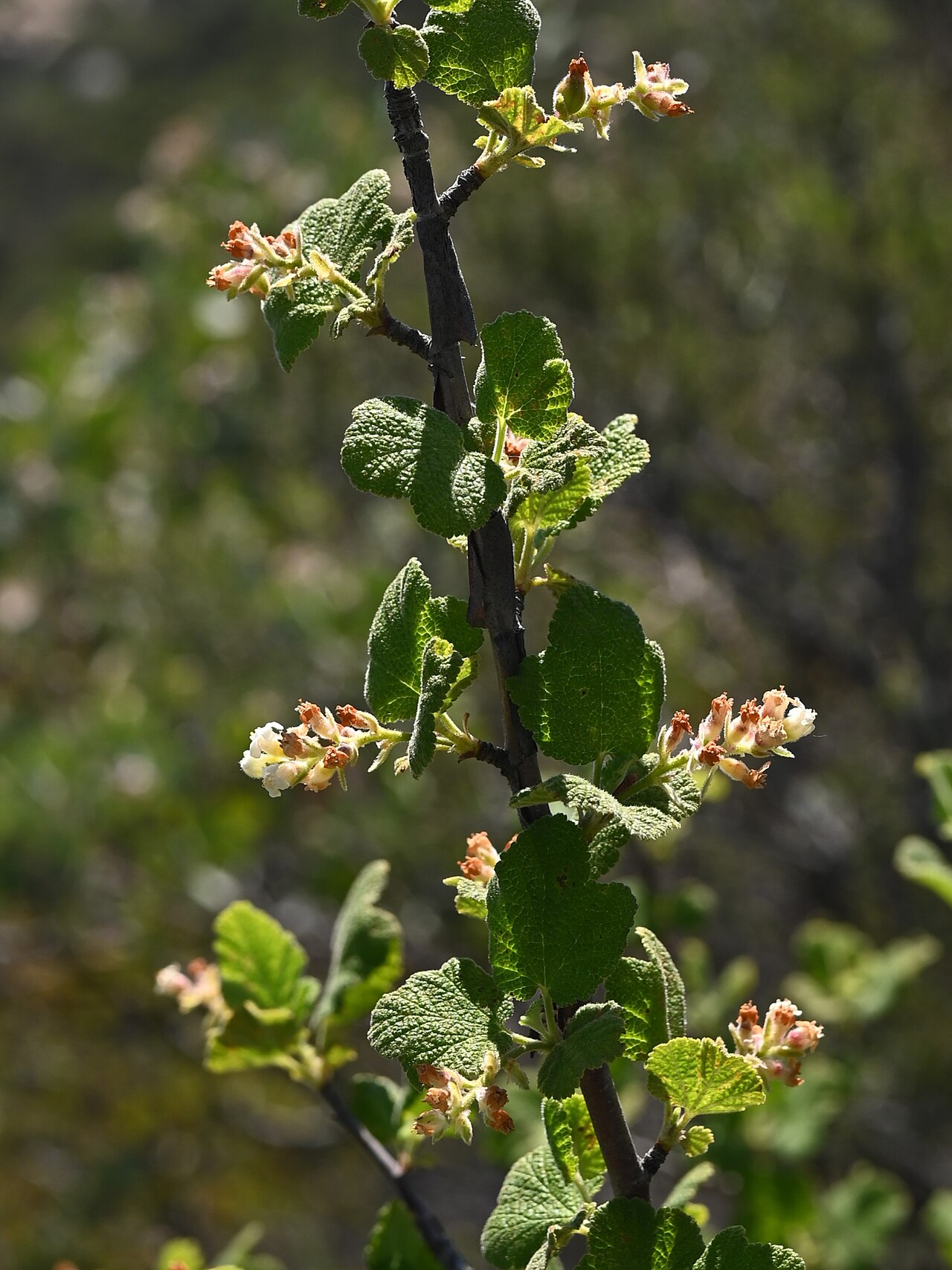 Close-up of white-flowered currant (Ribes indecorum) cream tubular flower clusters and rounded felted leaves