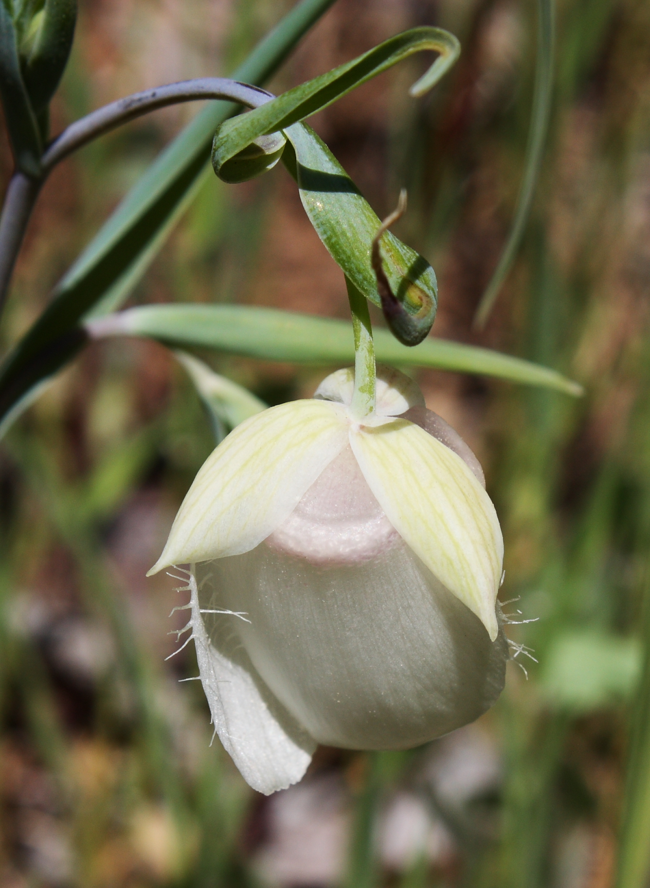 White Fairy Lantern (Calochortus albus) - PlantNative.org Close-up of a pale cream-white white fairy lantern flower, showing the fringed petal margins and the twisted, curling leaf above the nodding bloom