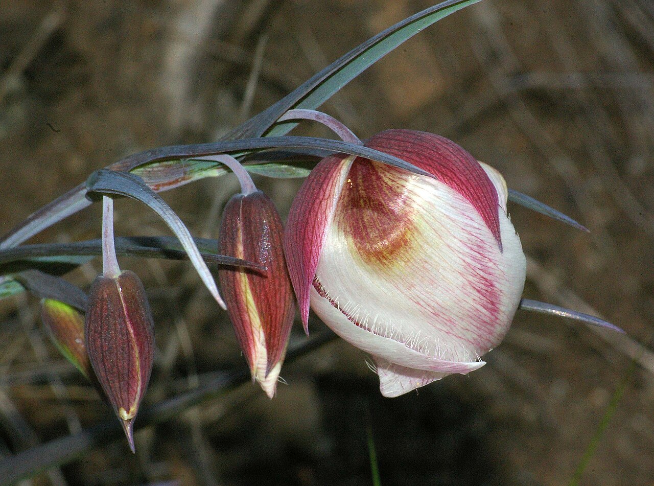 White Fairy Lantern (Calochortus albus) - PlantNative.org White fairy lantern (Calochortus albus) nodding, globe-shaped flowers with wine-red to pink flushed papery petals, photographed at Cerro Alto, San Luis Obispo County, California