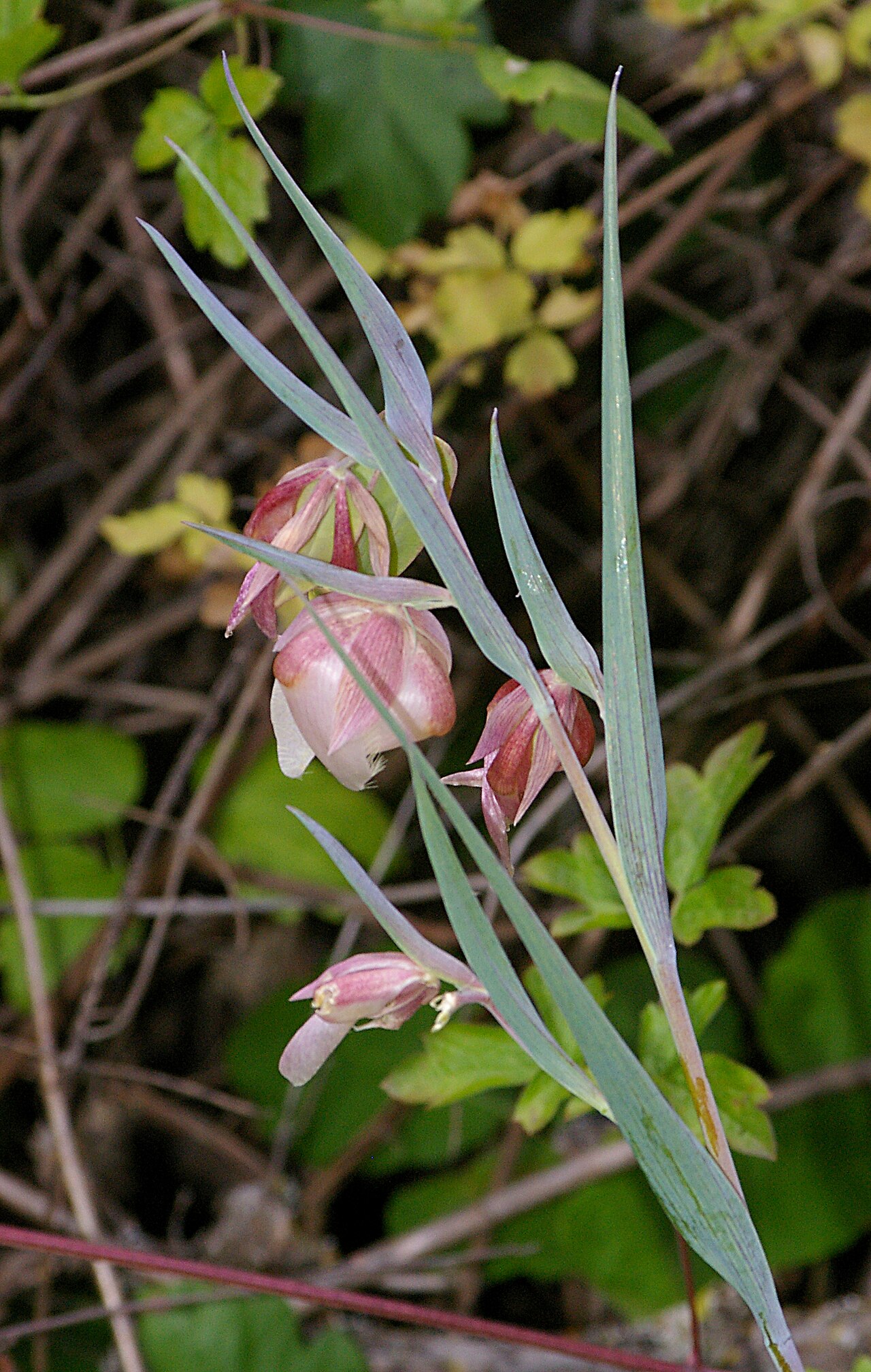 White Fairy Lantern (Calochortus albus) - PlantNative.org White fairy lantern flower buds and blooms nodding among narrow blue-gray leaves in brushy habitat at Cerro Alto, California