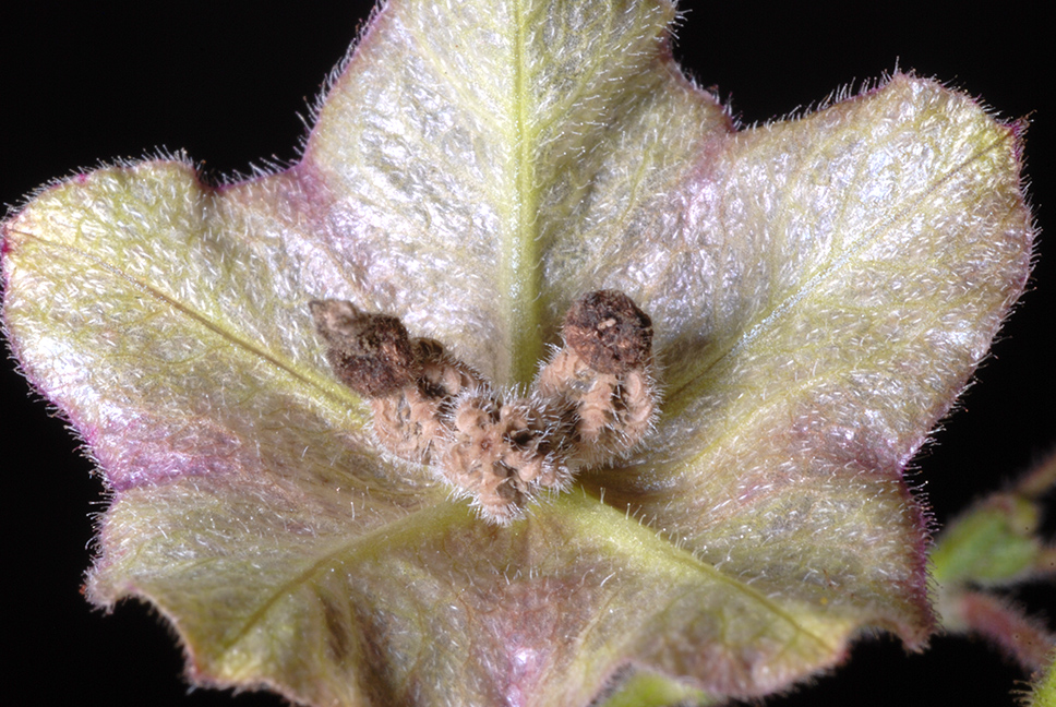 White Four O'Clock (Mirabilis albida) - PlantNative.org Close-up of a White Four O'Clock (Mirabilis albida) papery bract showing fine soft hairs and the enclosed seed-bearing structure