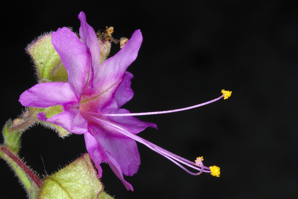 White Four O'Clock (Mirabilis albida) - PlantNative.org Close-up of a White Four O'Clock (Mirabilis albida) flower showing pink-purple petal lobes and long exserted stamens