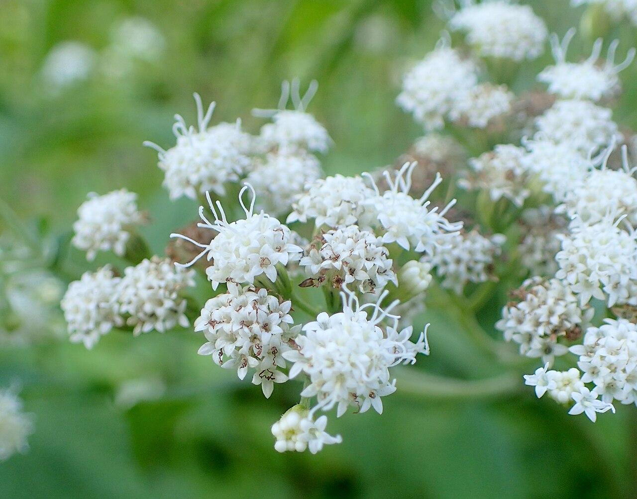 White Mistflower (Ageratina havanensis) - PlantNative.org Close-up of white mistflower (Ageratina havanensis) flower clusters showing fuzzy white tubular blooms