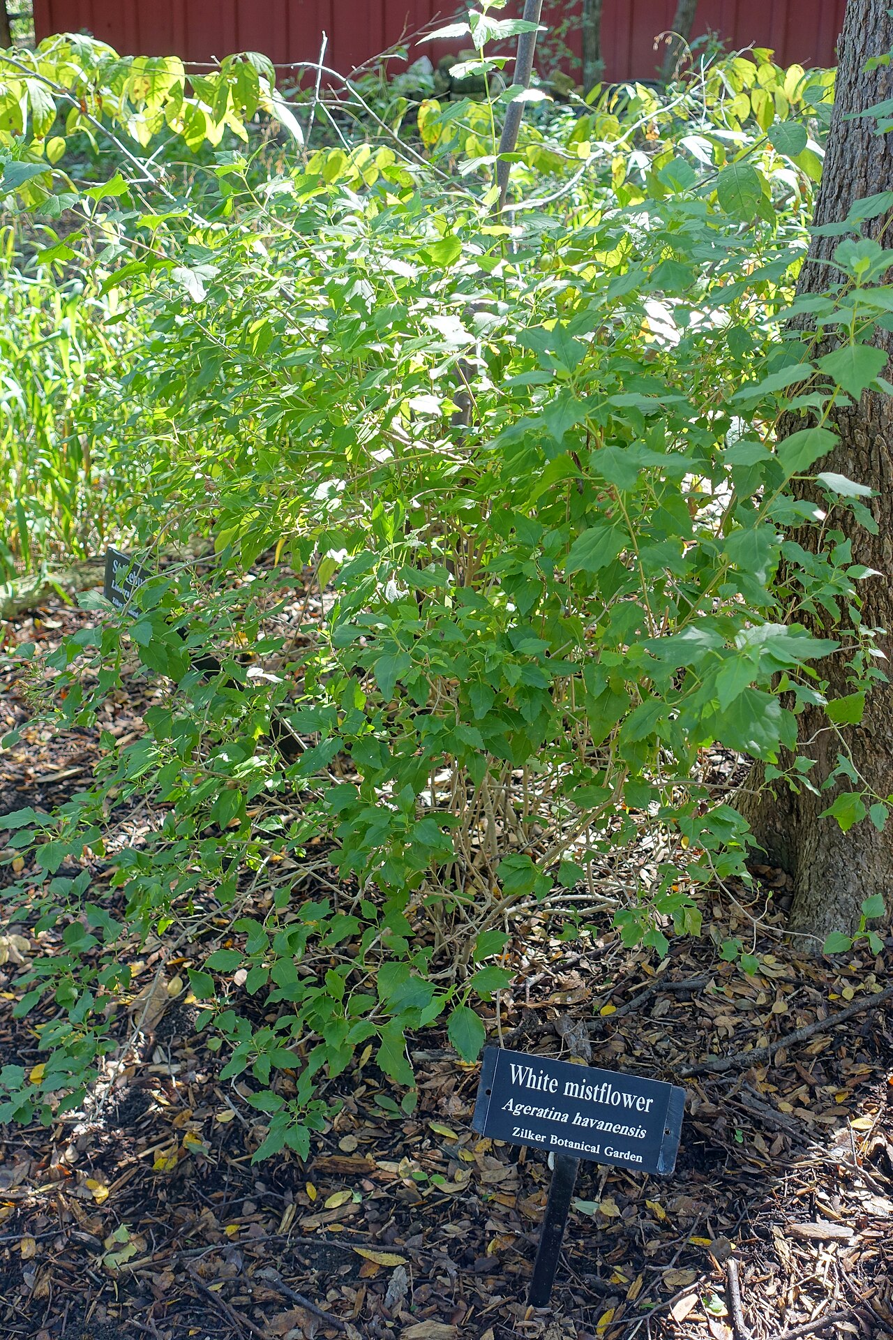 White Mistflower (Ageratina havanensis) - PlantNative.org Whole white mistflower (Ageratina havanensis) shrub with arching branches growing at Zilker Botanical Garden, Austin, Texas