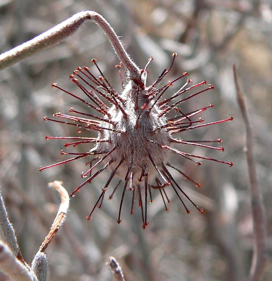 White Ratany (Krameria grayi) - PlantNative.org Close-up of White ratany (Krameria grayi) spiny, barbed seed capsule