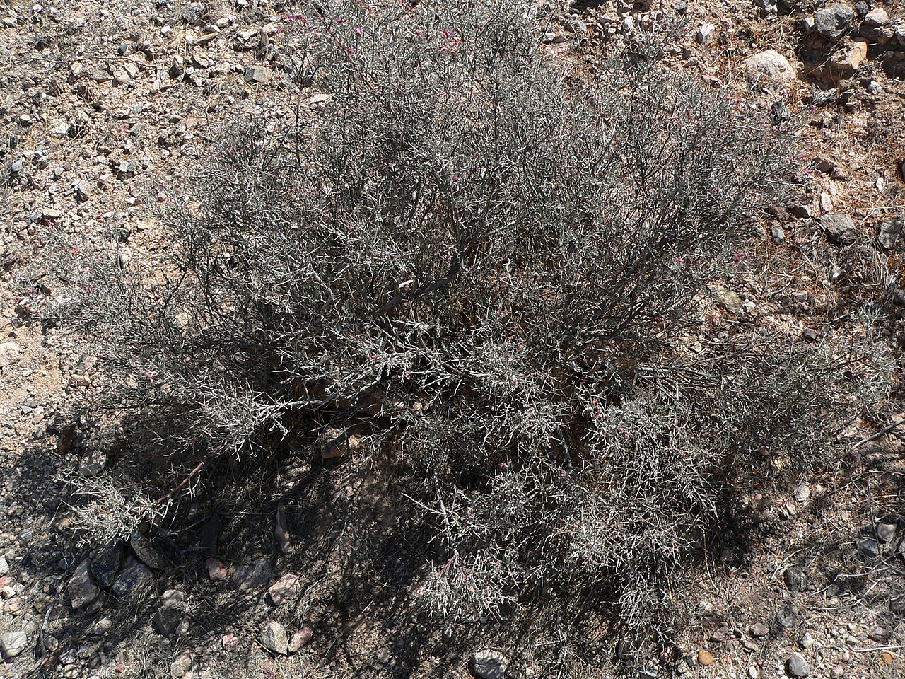 White Ratany (Krameria grayi) - PlantNative.org White ratany (Krameria grayi) spreading gray-green spiny shrub growing in rocky desert soil