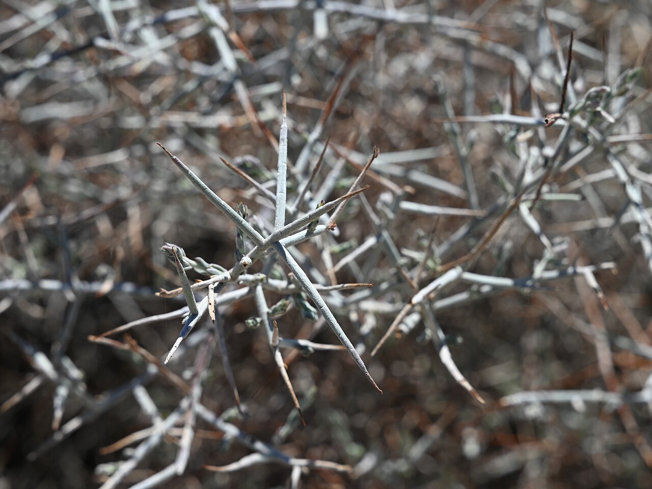 White Ratany (Krameria grayi) - PlantNative.org Close-up of White ratany (Krameria grayi) stiff gray spine-tipped branchlets