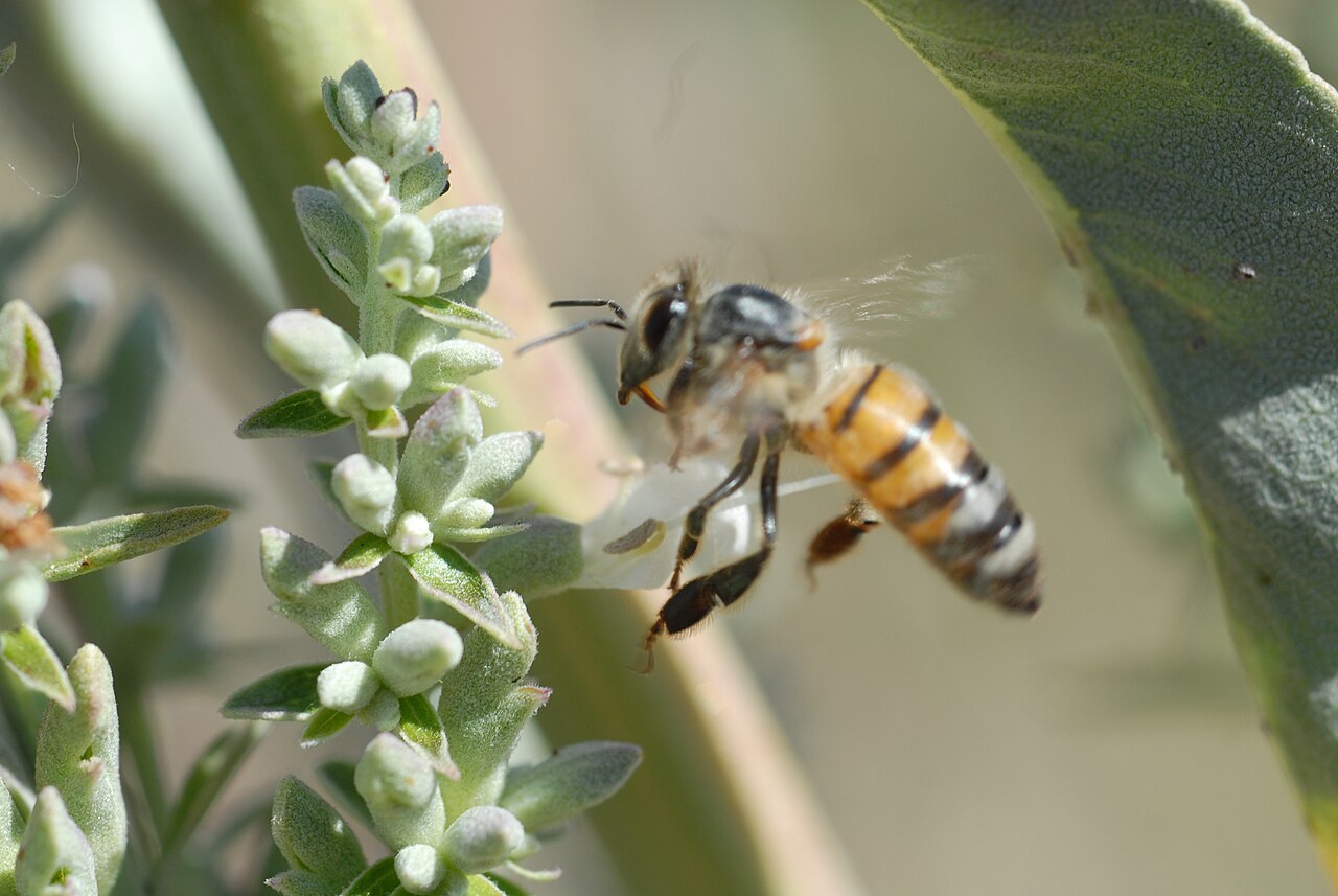 White Sage (Salvia apiana) - PlantNative.org Honeybee visiting a budding flower spike of white sage (Salvia apiana) at San Diego National Wildlife Refuge, California