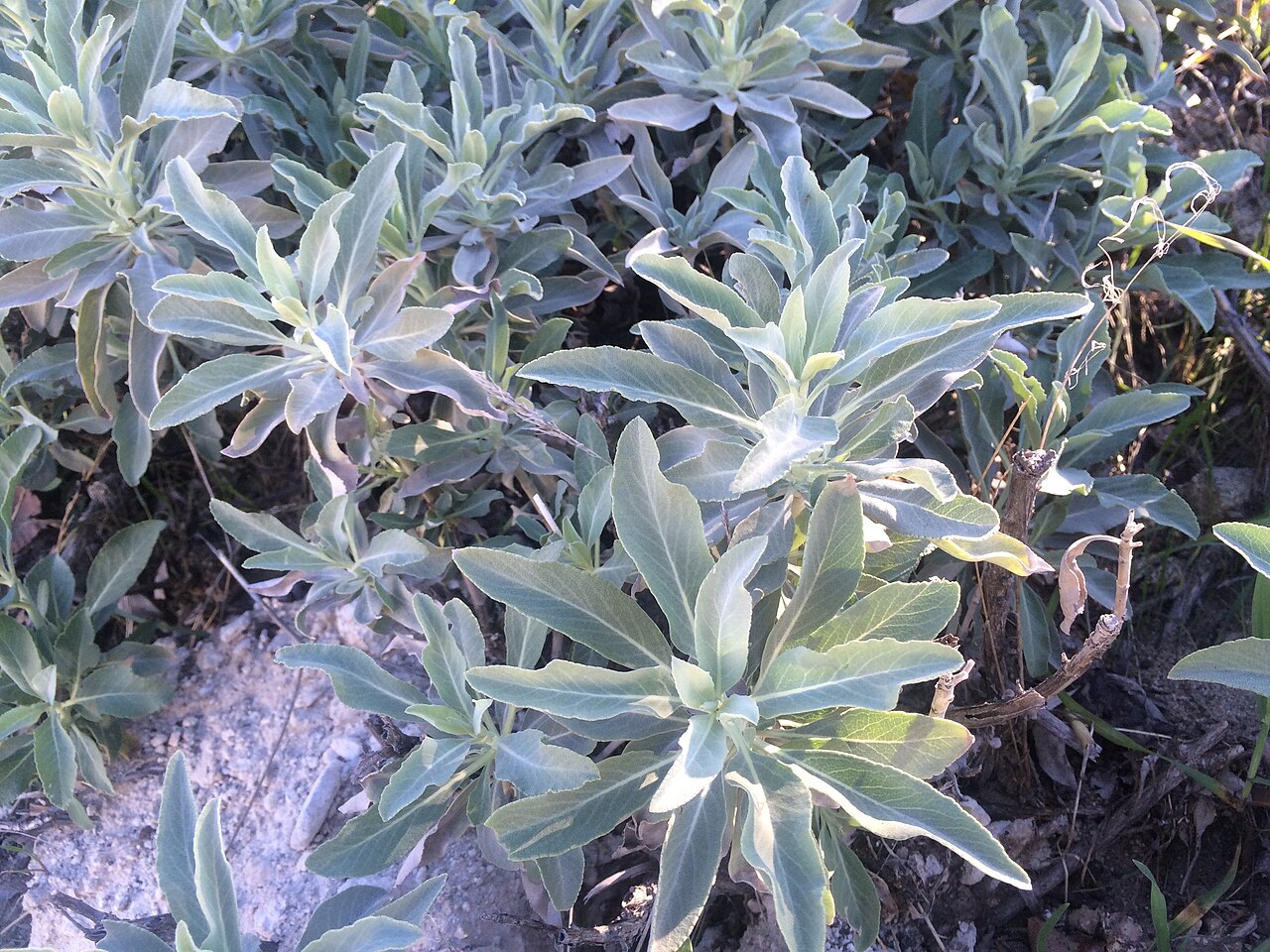 White Sage (Salvia apiana) - PlantNative.org Close-up of silvery white-green leaves of white sage (Salvia apiana) growing wild in California