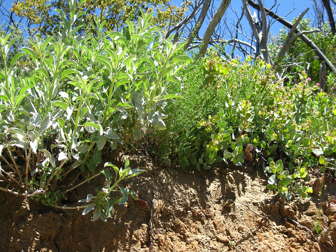 White Sage (Salvia apiana) - PlantNative.org White sage (Salvia apiana) growing as a silvery shrub on a sunny hillside near Cuyamaca, California