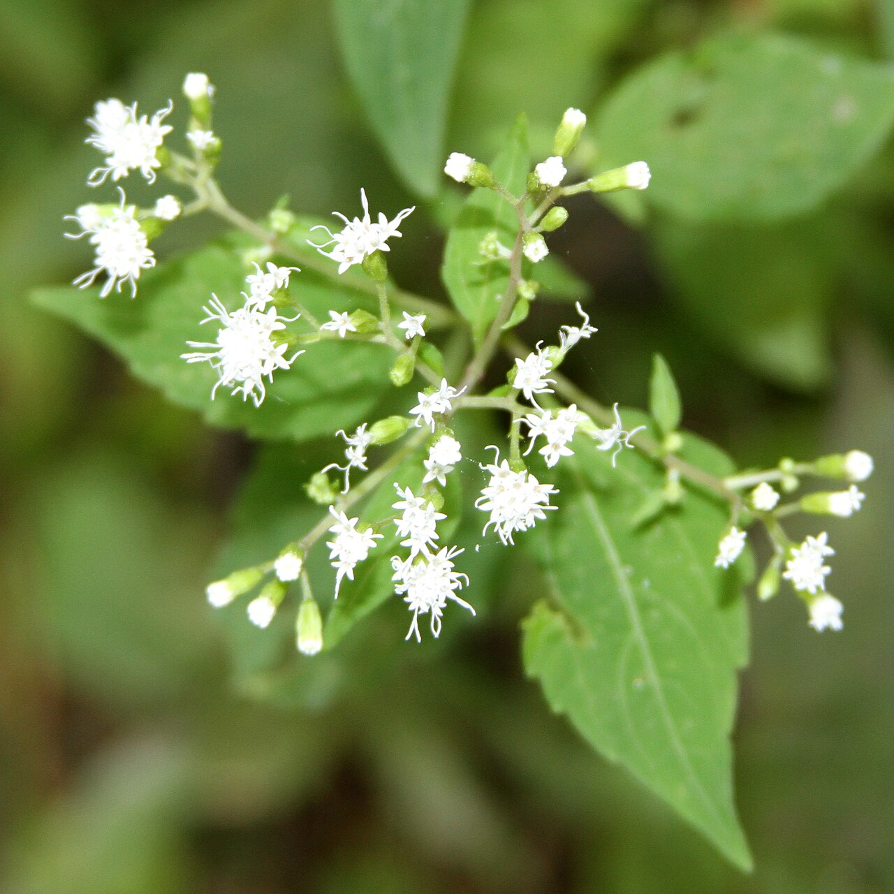 White Snakeroot (Ageratina altissima) - PlantNative.org Close-up of white snakeroot (Ageratina altissima) showing opposite, coarsely toothed leaves and clusters of small white tubular flowers