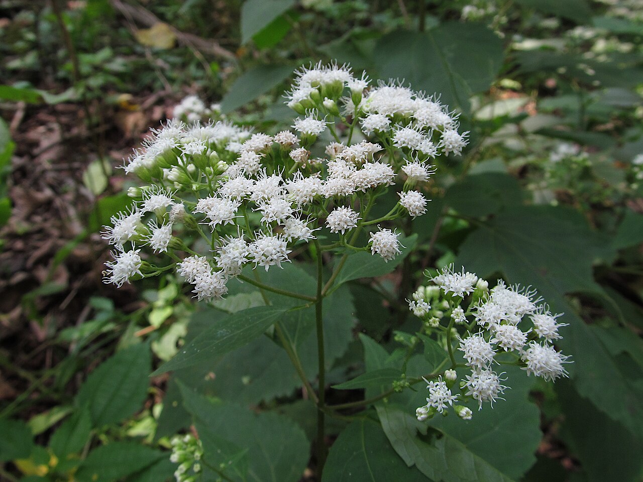 White Snakeroot (Ageratina altissima) - PlantNative.org White snakeroot (Ageratina altissima) growing in a wooded greenway in Pittsburgh, Pennsylvania, showing its typical woodland habitat